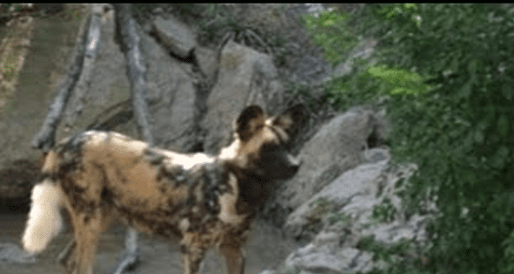 Latest News Pittsburgh Zoo Painted Dog